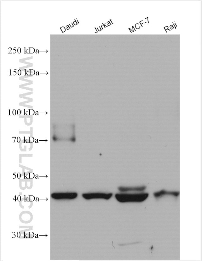 CD24 Antibody in Western Blot (WB)