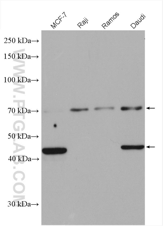 CD24 Antibody in Western Blot (WB)