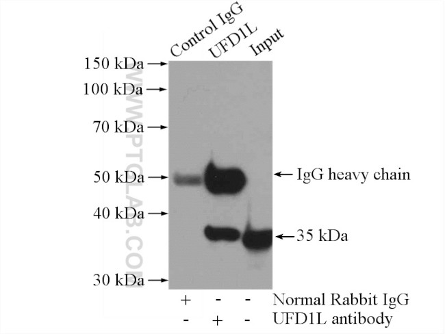 UFD1L Antibody in Immunoprecipitation (IP)