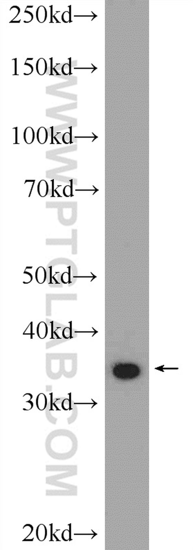 UFD1L Antibody in Western Blot (WB)