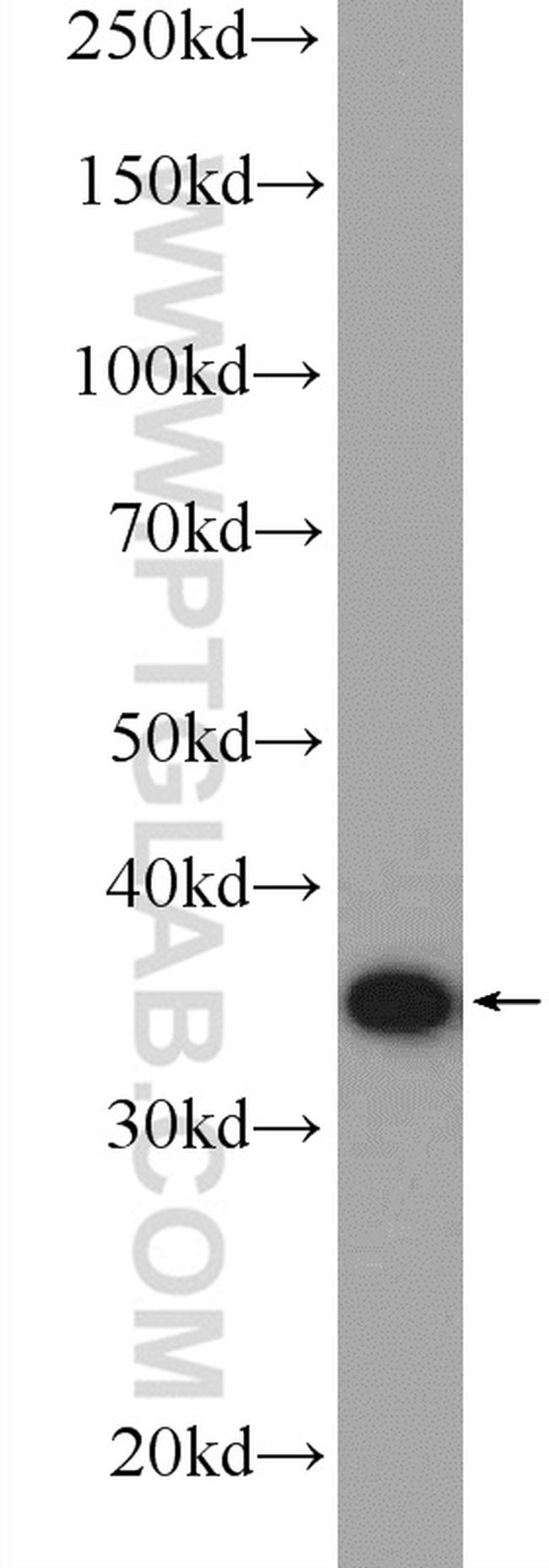 UFD1L Antibody in Western Blot (WB)