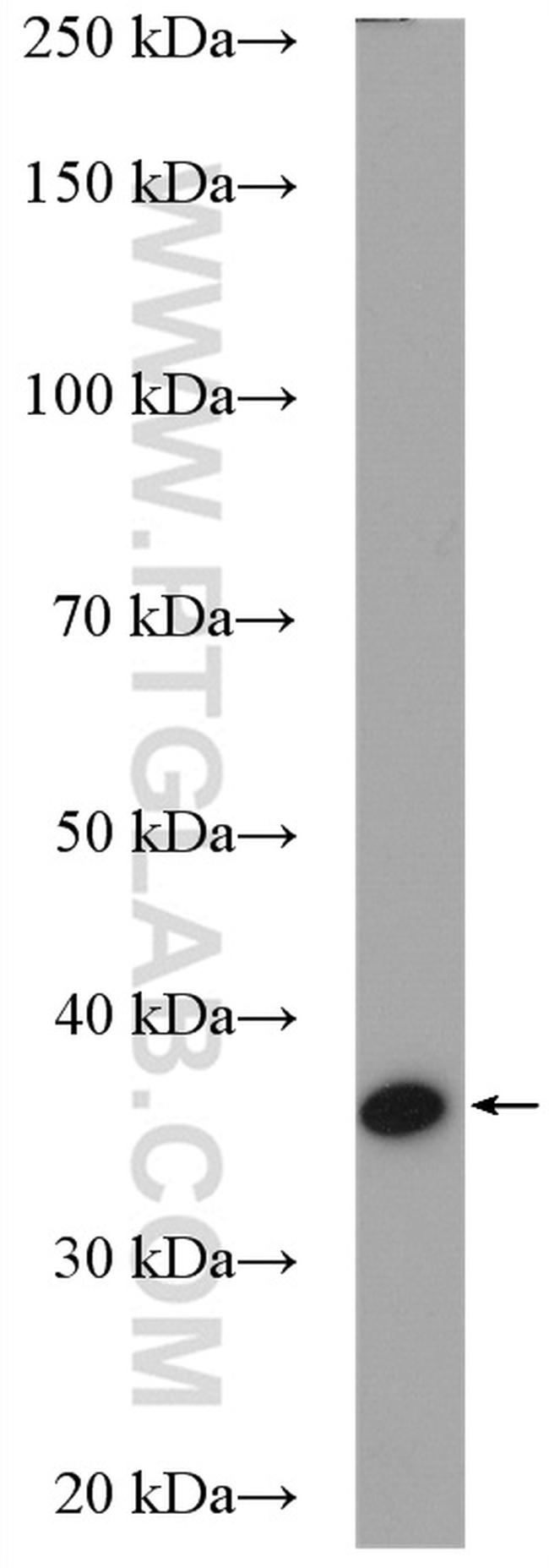 UFD1L Antibody in Western Blot (WB)