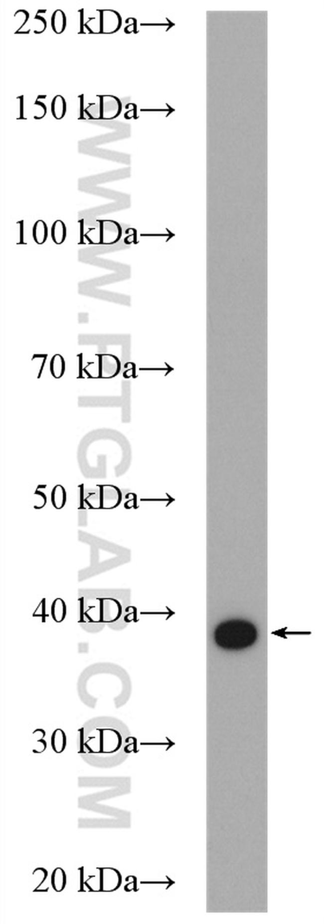 UFD1L Antibody in Western Blot (WB)