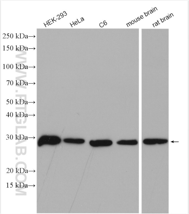 ING4 Antibody in Western Blot (WB)