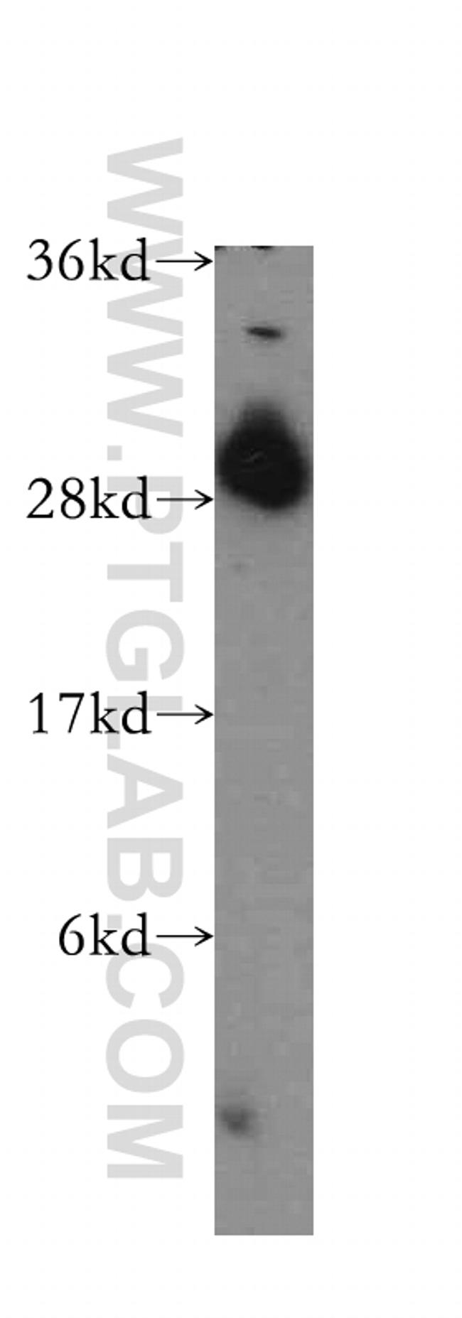 ING4 Antibody in Western Blot (WB)