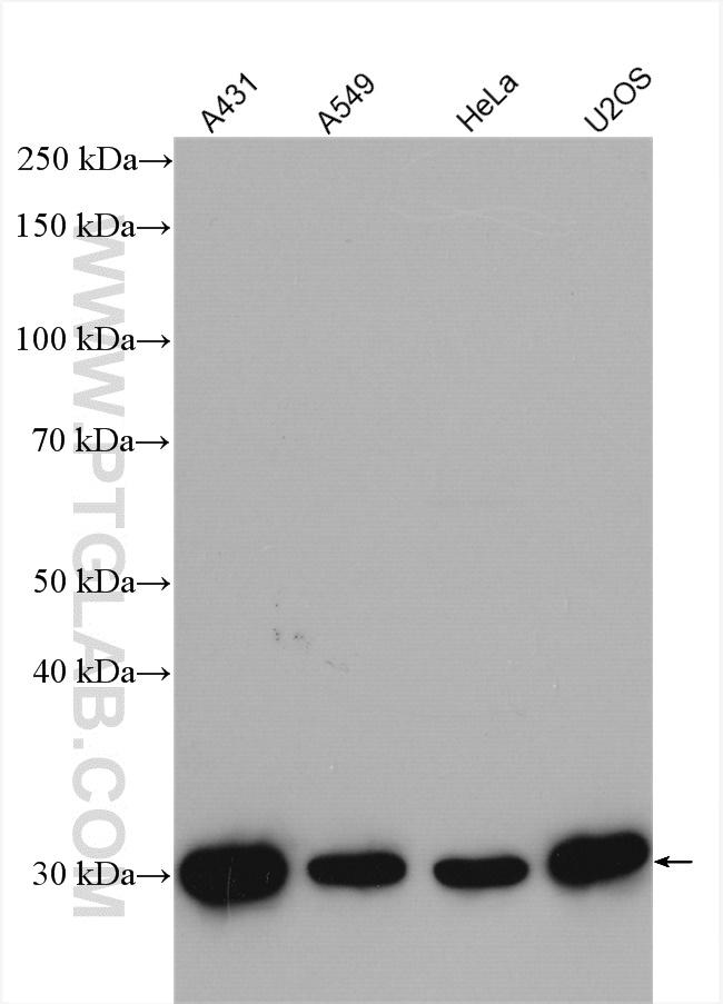 14-3-3 Sigma Antibody in Western Blot (WB)