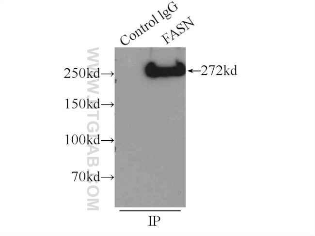 FASN Antibody in Immunoprecipitation (IP)