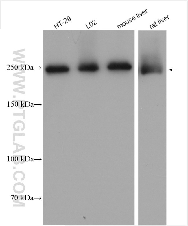 FASN Antibody in Western Blot (WB)