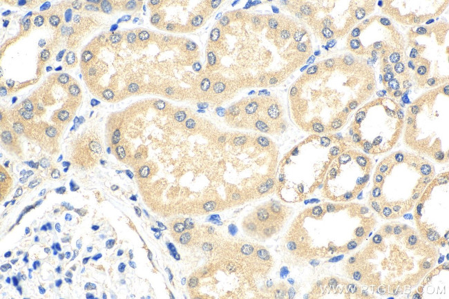 EEFSEC Antibody in Immunohistochemistry (Paraffin) (IHC (P))