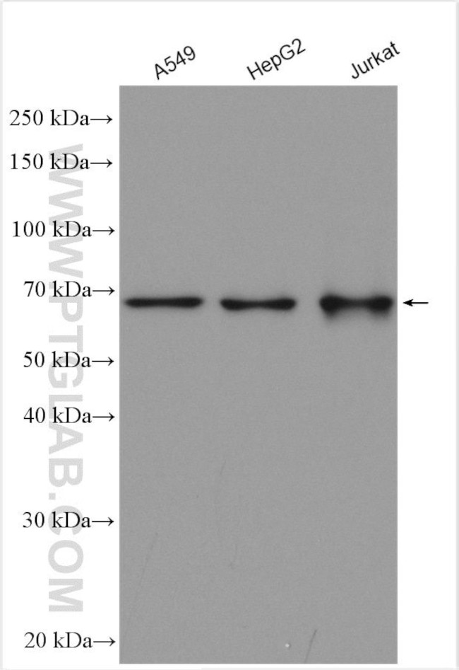 EEFSEC Antibody in Western Blot (WB)