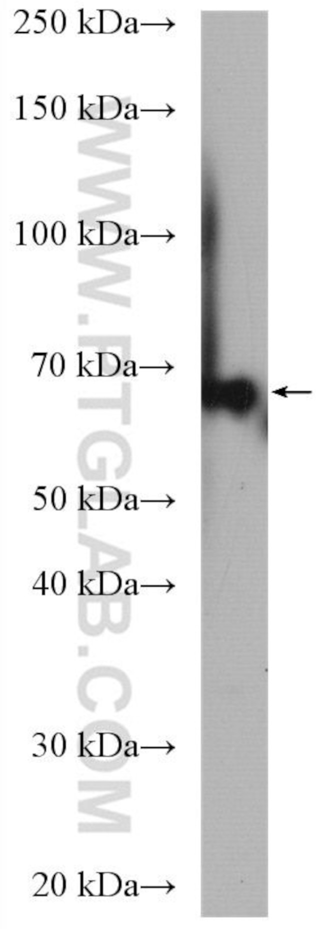 EEFSEC Antibody in Western Blot (WB)