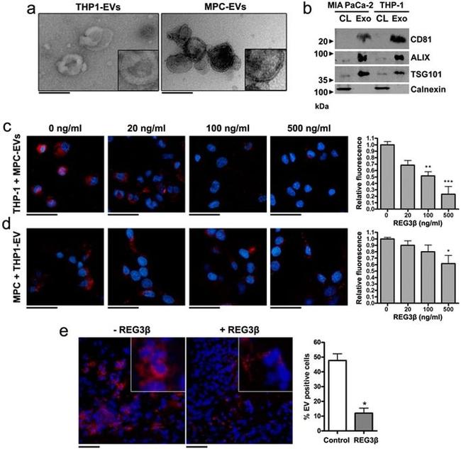 CD81 Antibody in Western Blot (WB)