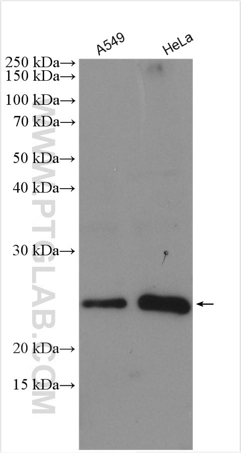 RHOC Antibody in Western Blot (WB)