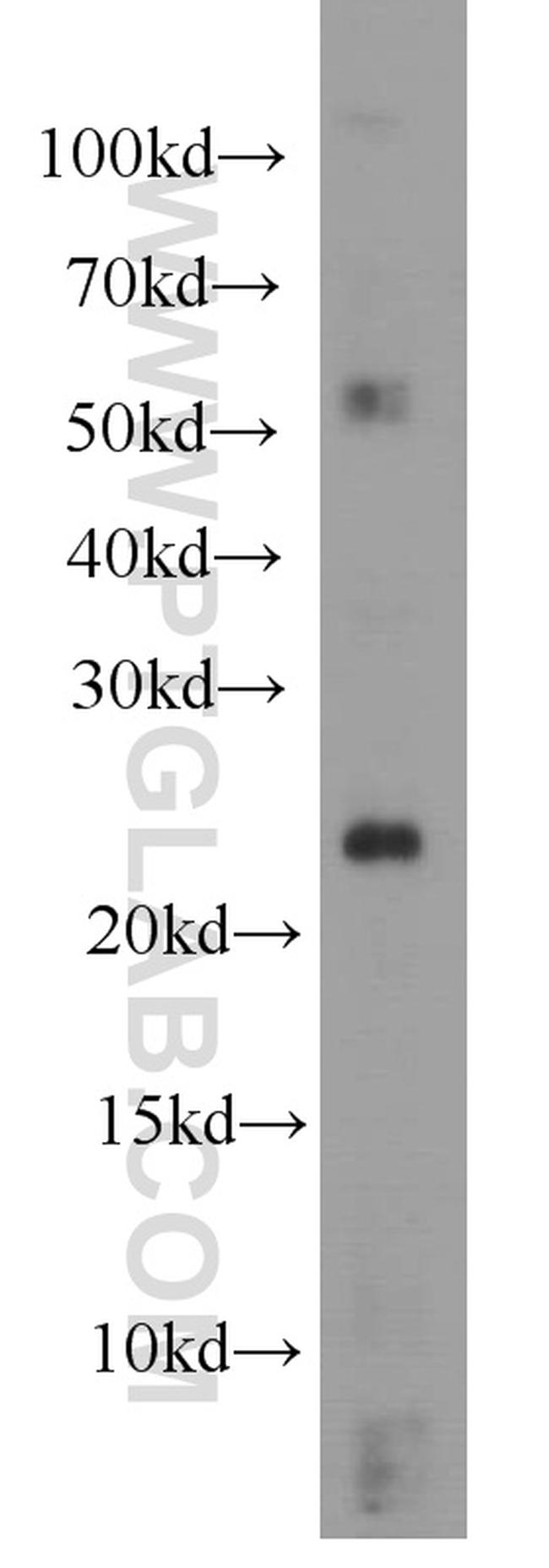 RHOC Antibody in Western Blot (WB)