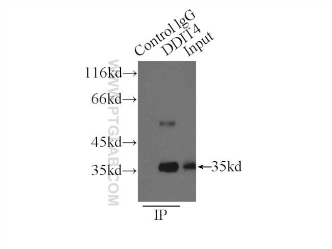 REDD1 Antibody in Immunoprecipitation (IP)