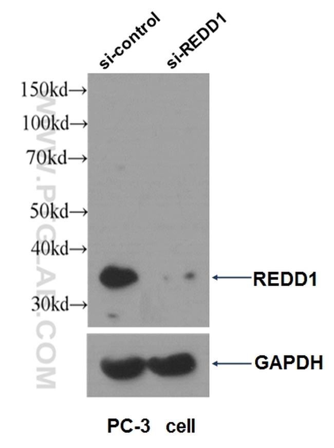 REDD1 Antibody in Western Blot (WB)