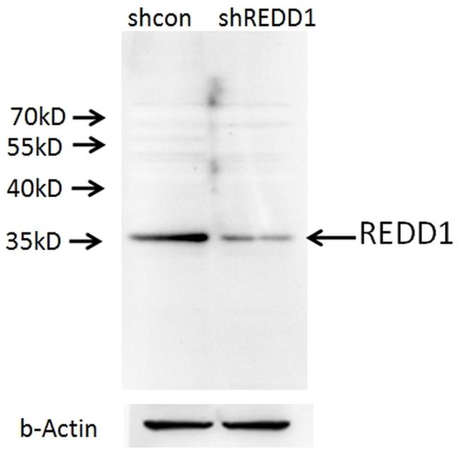 REDD1 Antibody in Western Blot (WB)