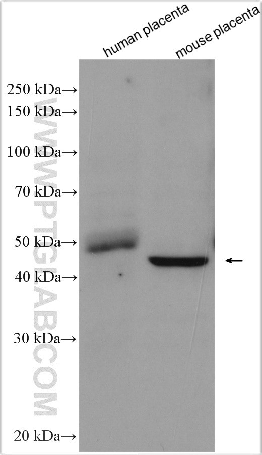 Placental Growth Factor Antibody in Western Blot (WB)