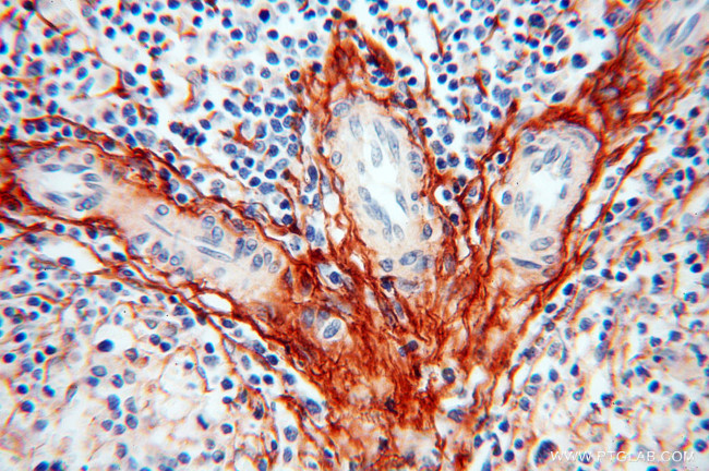 EMILIN1 Antibody in Immunohistochemistry (Paraffin) (IHC (P))