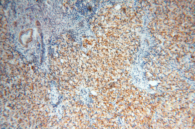 EMILIN1 Antibody in Immunohistochemistry (Paraffin) (IHC (P))