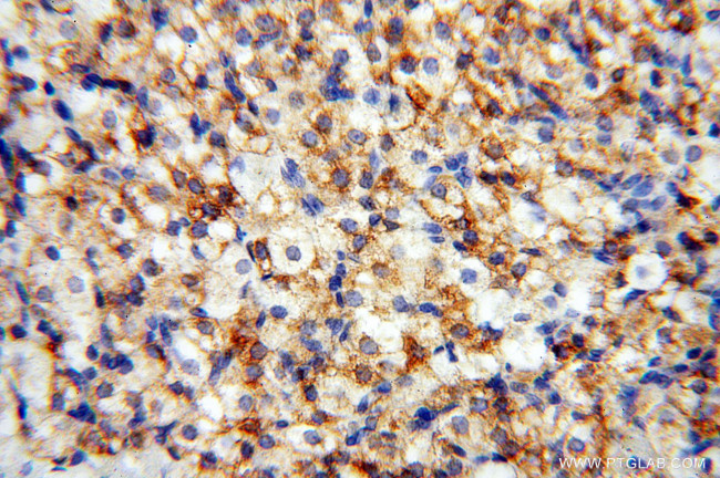 EMILIN1 Antibody in Immunohistochemistry (Paraffin) (IHC (P))