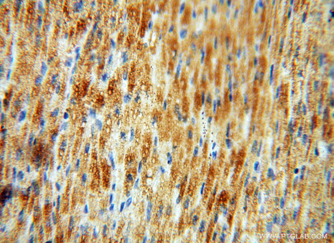 EMILIN1 Antibody in Immunohistochemistry (Paraffin) (IHC (P))