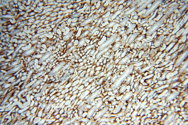 EMILIN1 Antibody in Immunohistochemistry (Paraffin) (IHC (P))