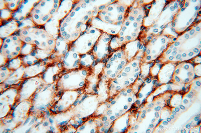 EMILIN1 Antibody in Immunohistochemistry (Paraffin) (IHC (P))