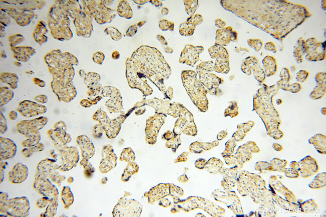 EMILIN1 Antibody in Immunohistochemistry (Paraffin) (IHC (P))