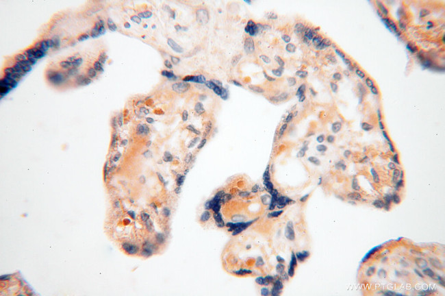 EMILIN1 Antibody in Immunohistochemistry (Paraffin) (IHC (P))