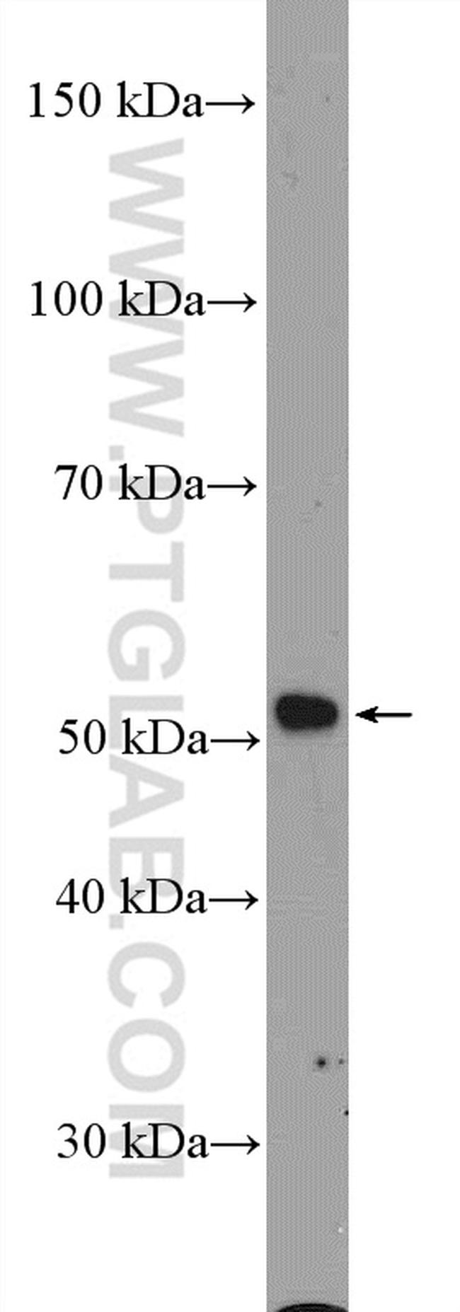 IFRD2 Antibody in Western Blot (WB)