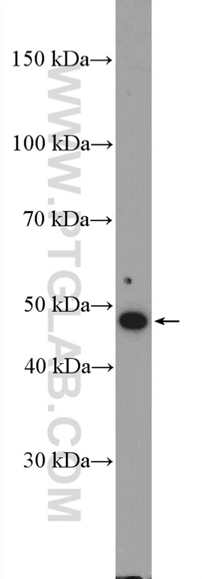 IFRD2 Antibody in Western Blot (WB)