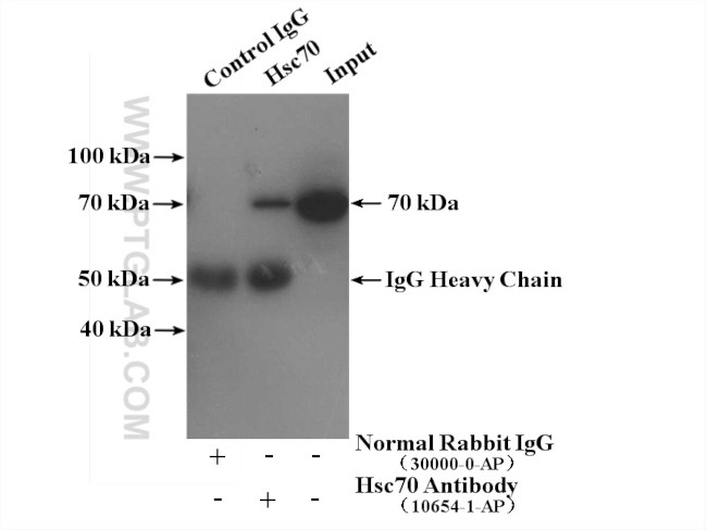 Hsc70 Antibody in Immunoprecipitation (IP)