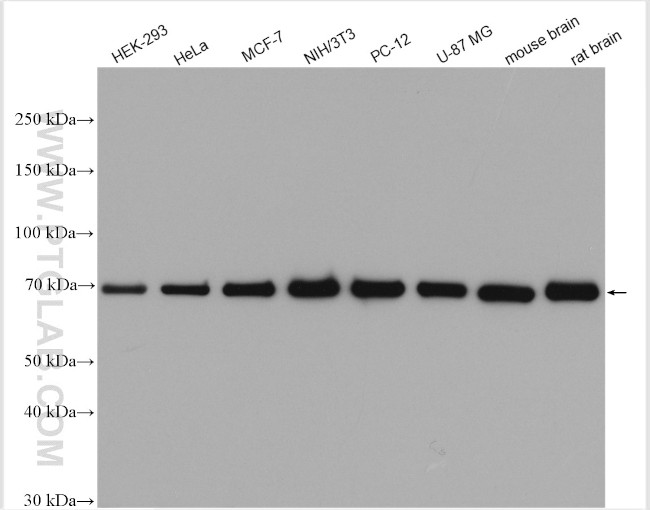 Hsc70 Antibody in Western Blot (WB)