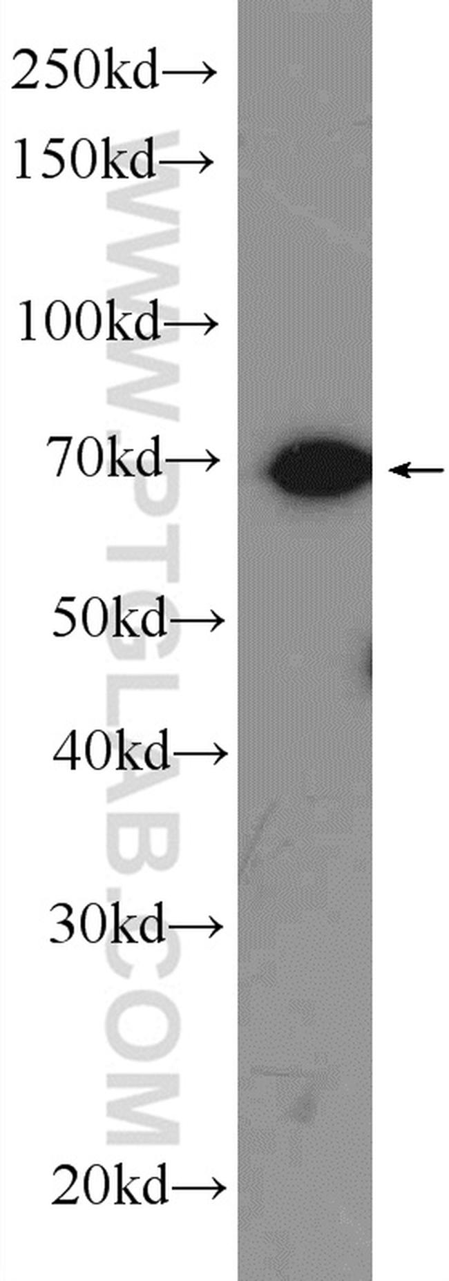 Hsc70 Antibody in Western Blot (WB)