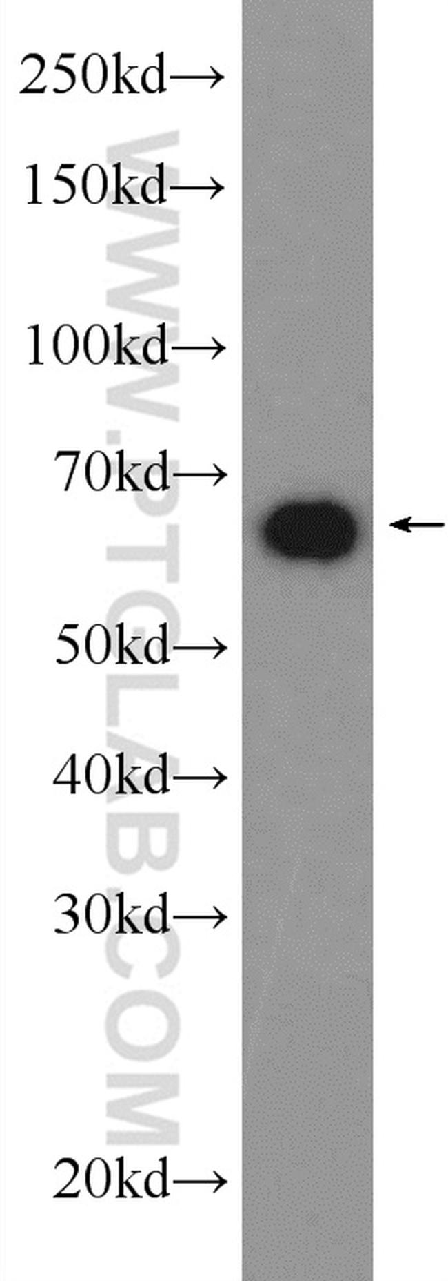 Hsc70 Antibody in Western Blot (WB)