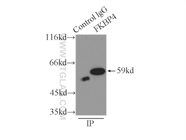 FKBP52 Antibody in Immunoprecipitation (IP)