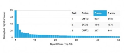 DMRT2 (Transcription Factor) Antibody in Peptide array (ARRAY)