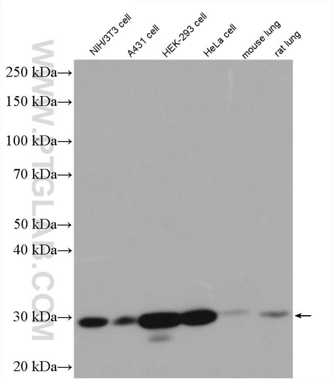 DENR Antibody in Western Blot (WB)