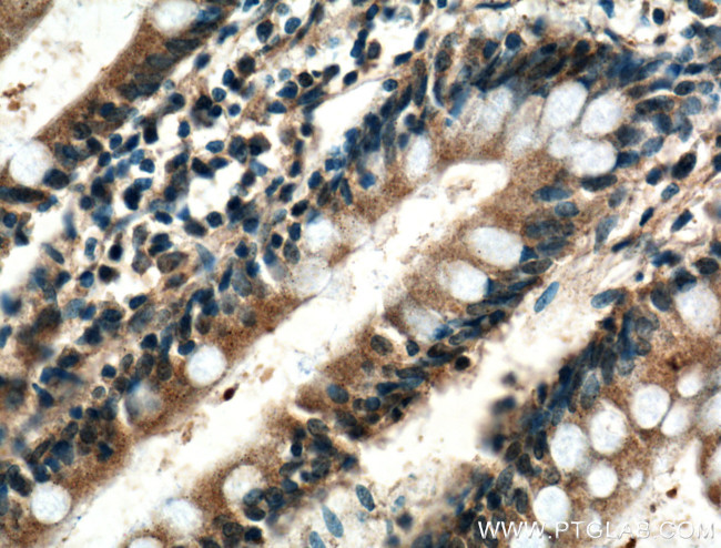 XPNPEP1 Antibody in Immunohistochemistry (Paraffin) (IHC (P))