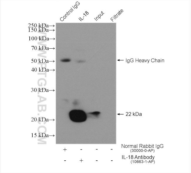 IL18 Antibody in Immunoprecipitation (IP)