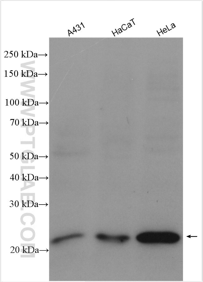 IL18 Antibody in Western Blot (WB)