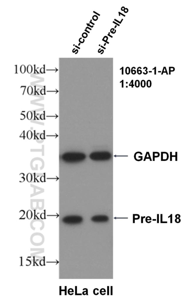 IL18 Antibody in Western Blot (WB)