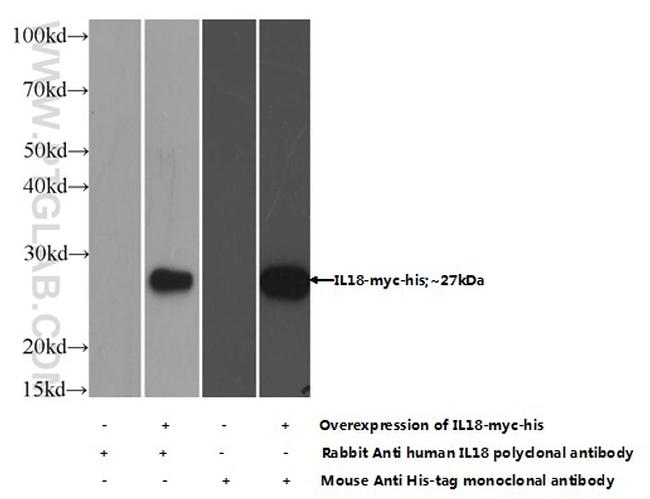 IL18 Antibody in Western Blot (WB)