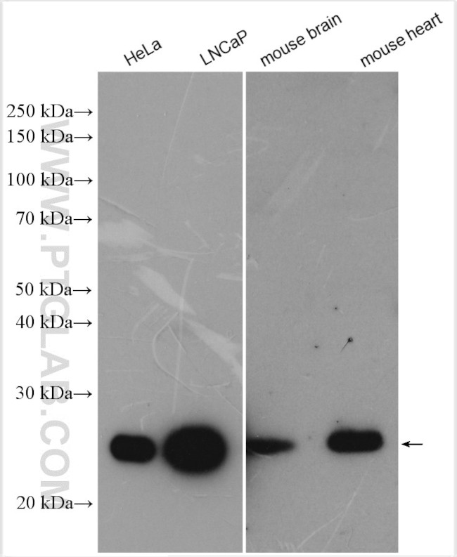 PRDX3 Antibody in Western Blot (WB)