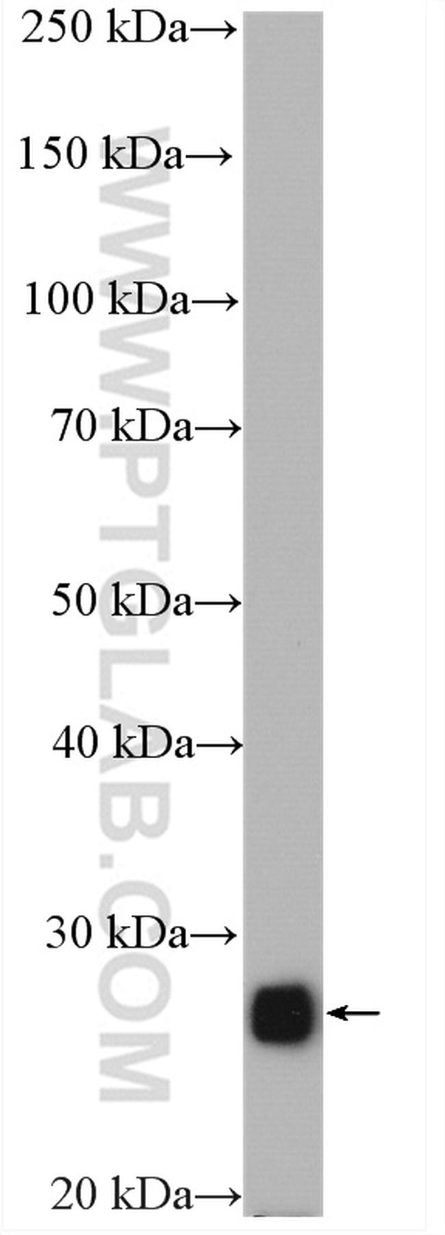 PRDX3 Antibody in Western Blot (WB)