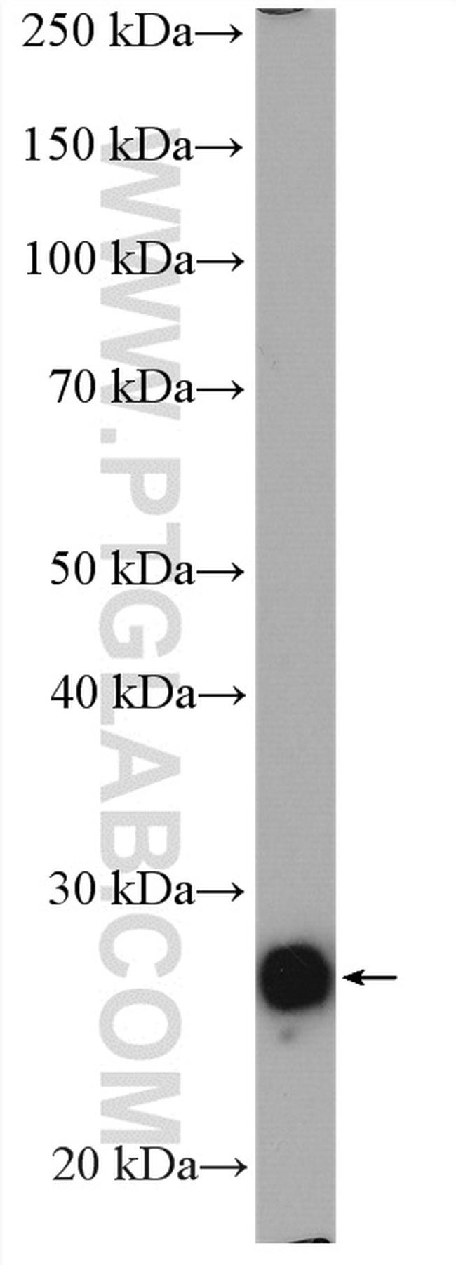 PRDX3 Antibody in Western Blot (WB)