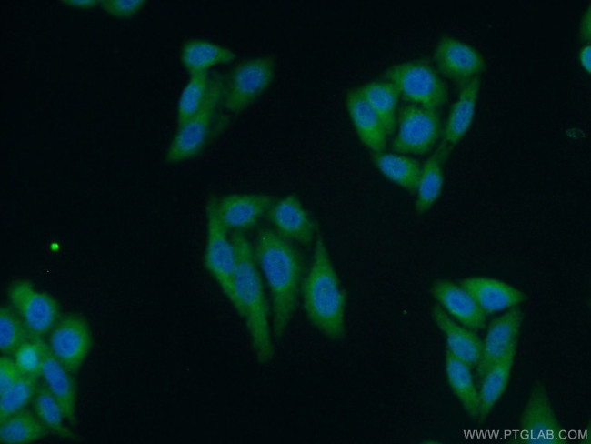 PMM2 Antibody in Immunocytochemistry (ICC/IF)