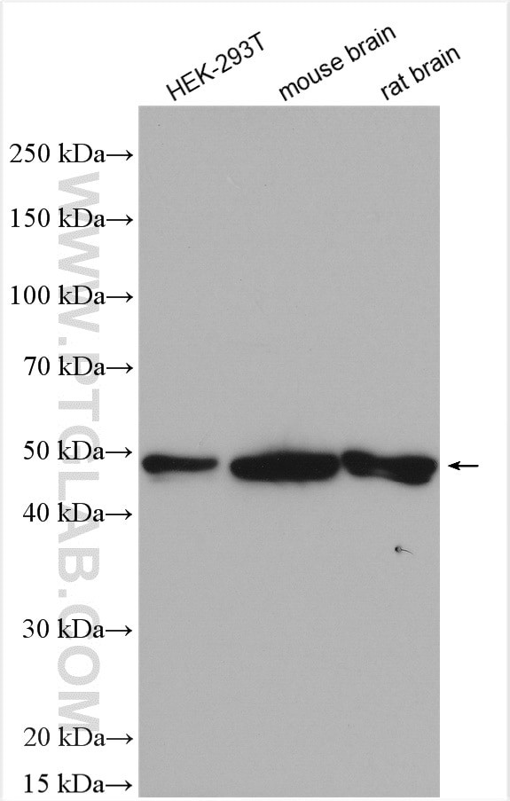 SCLY Antibody in Western Blot (WB)