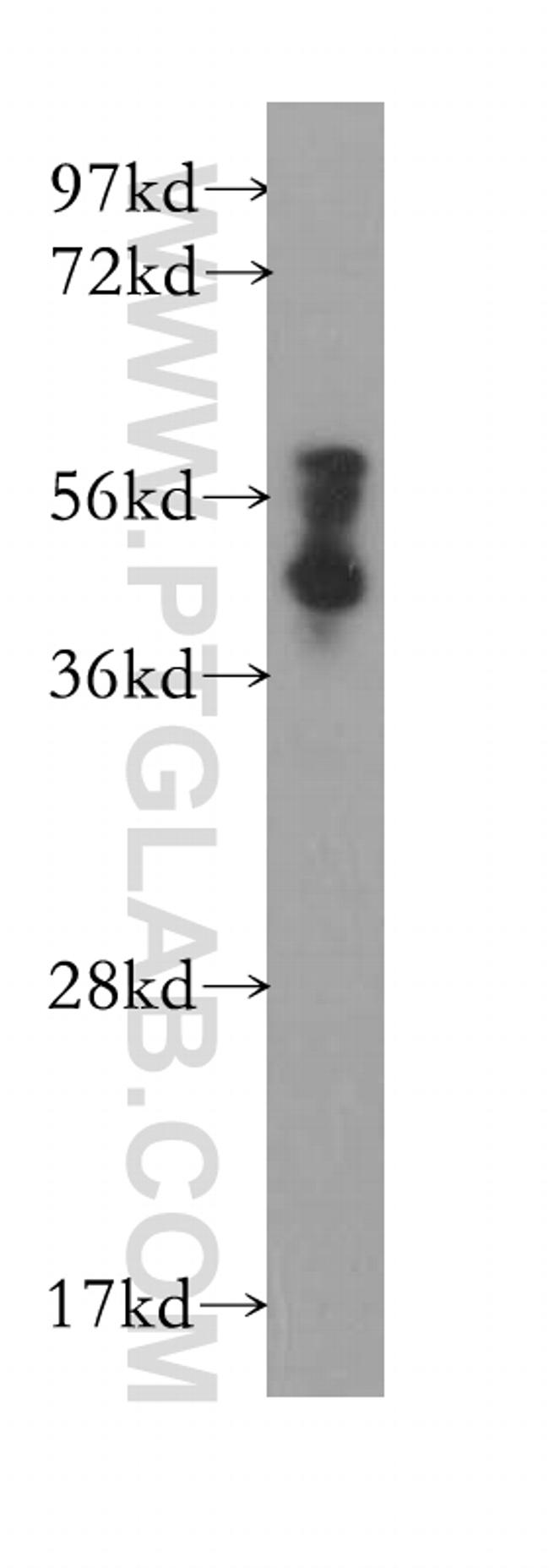 PAIP1 Antibody in Western Blot (WB)